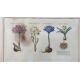 Mixed Set of Botanical Prints - Image 7 of 21