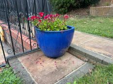 Plant Pot