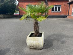 Potted Tree