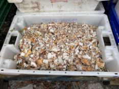 Crushed Scallop Shells x125 TubsNO RESERVE