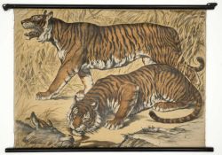 AN EDUCATIONAL POSTER DEPICTING BENGAL TIGERS, SCHREIBER, ESSINGEN AND MUNICH, GERMANY, CIRCA 1920