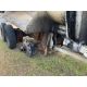 2014 Clements End Dump Trailer - Image 8 of 15