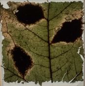 Garry Fabian Miller (b. 1957) photographic print - Torn sycamore, 4/5, 1984, 9cm x 9cm, glazed frame