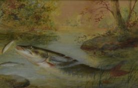 C. Forster, late 19th century, watercolour - A Pike, signed and dated 1885, 18.5cm x 28.5cm, in glaz