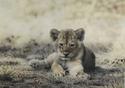 Steven Townsend, pencil signed limited edition print of a lion cub, 20/500, 30cm x 43cm, framed and