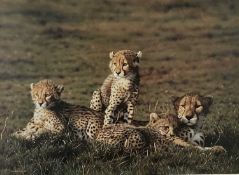 Steven Townsend, pencil signed limited edition print of a family of leopards, framed and glazed