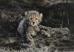 Steven Townsend, pencil signed limited edition print of a leopard cub, 415/500, 30cm x 43cm, framed