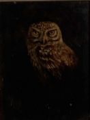 English School oil on board - An Owl, 22cm x 16cm, in glazed frame