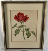 Sheila Frewin Mannes-Abbott (1939-2014), watercolour, botanical study, inscribed 'The Shirley Sherwo