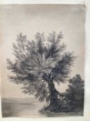 James Bourne (1773-1854) pen and wash, willow on a river bank