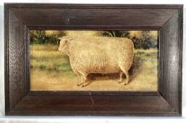 English School, oil on board - A Prize Sheep, 14cm x 29cm, framed