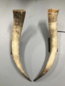Pair Cow Horn wall sconces, 70cm long, on 15cm x 9cm x 4cm mounts