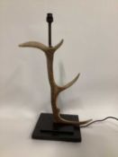 Red Deer Antler lamp, 62cm including fitting, on 25cm square base