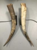 Pair Cow Horn wall sconces, 67cm and 60cm long, on 15cm x 9cm x 4cm mounts