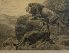 HERBERT THOMAS DICKSEE (1862-1942), monochrome etching of lions, titled 'In the Enemy`s Country',