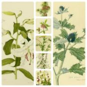 JOAN PONTIN WATERCOLOURS (7) STILL LIFE STUDIES OF WILDFLOWERS AND PLANTS, 44.5 x 34.5cms the