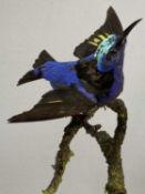 TAXIDERMY RED LEGGED HONEY CREEPERS, A PAIR, modelled perched in a naturalistic setting under