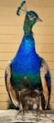 TAXIDERMY PEACOCK, 20th century, modelled perched on branch with tail hanging down, 210cms (
