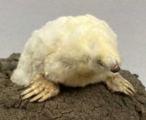TAXIDERMY ALBINO MOLE, 20th century, modelled emerging from mole hill, 12cms (h) Provenance: private