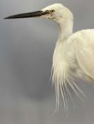 TAXIDERMY EGRET, 20th century, modelled perched on a branch, 55cms (h) Provenance: private