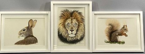 SABRINA JONES coloured pencil drawings (3) - rabbit, squirrel and lion, entitled verso 