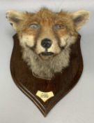 NORTH WALES TAXIDERMY FOX HEAD mounted to oak shield with plaque inscribed 'Fachwen F & D H 23rd Jan