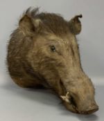 TAXIDEMY BOAR'S HEAD, 40 (h) x 30 (w) x 48cms (d) Provenance: private collection Denbighshire