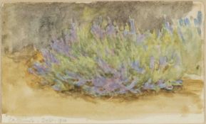 ATTRIBUTED TO HELEN ALLINGHAM (1848-1926) watercolour sketch - titled and signed in pencil 'Catmint'