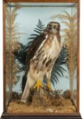 THE NATURAL HISTORY CLUB HOUSE: TAXIDERMY RED TAILED HAWK Buteo jamaicensis, perched on pierced wood