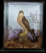 THE NATURAL HISTORY CLUB HOUSE: TAXIDERMY COOPER'S HAWK Accipiter cooperii, perched on rockwork with