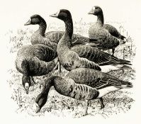 ‡ CHARLES FREDERICK TUNNICLIFFE RA OBE (English, worked Wales 1901-1979) ink drawing - entitled