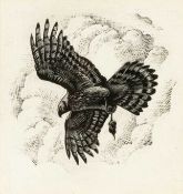 ‡ CHARLES FREDERICK TUNNICLIFFE RA OBE (English, worked Wales 1901-1979) ink drawing - hawk carrying