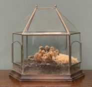 GLASS TERRARIUM of octagonal form, wooden base, brass glazing bars and roof finials, containing