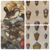 BENARD DIREXIT two plates - from 'Histoire Naturelle', shell studies, 27 x 19cms and Paul Harris