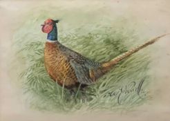 WILLIAM E. POWELL (English 1875-1955) watercolour - cock pheasant, signed and dated 1926, 11 x 15cms
