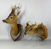 TWO TAXIDERMY DEER HEAD TROPHIES, neck mounts, wooden shields, Muntjac and Roe Provenance: private