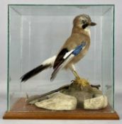 TAXIDERMY JAY standing on rocks and contained in a Perspex cabinet, 33 (h) x 33 (w) x 20cms (d)