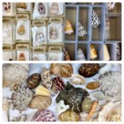 COLLECTION OF SEASHELLS & CONCHES from Indo-Pacific Coral Coast, Fiji Provenance: private collection