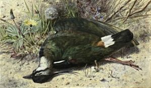 ‡ HENRY ENRICO COLEMAN (Italian 1846-1911) watercolour – dead lapwing lying by dandelions, signed