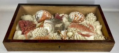MAHOGANY TABLETOP DISPLAY CABINET with sloping glazed cover, containing assortment of seashells