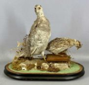 TAXIDERMY GROUSE HEN & QUAIL in naturalistic setting, under glass dome, 42cms (h) Provenance: