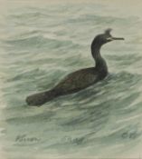 ‡ PHILIP SNOW RWS (b. 1947) watercolour and pencil - titled in pencil 'Shag', signed and dated © 88,