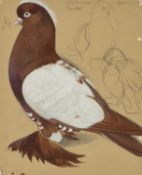T FANSHAW pencil and watercolour - sketch of a tumbler pigeon, titled 'Whiteside Tumbler', signed