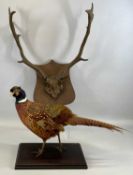 TAXIDERMY COCK PHEASANT standing on rectangular plinth, 38cms (h) and pair of ten point deer horns