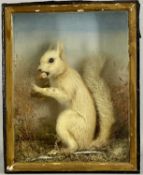 TAXIDERMY GLAZED CASE CONTAINING ALBINO SQUIRREL eating a hazelnut, 32 (h) x 25.5 (w) x 11cms (d)