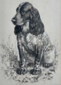 ‡ CHARLES FREDERICK TUNNICLIFFE OBE RA (1901-1979) charcoal & bodycolour - springer spaniel,