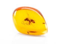 NATURAL HISTORY CLUB HOUSE: Upper Eocene/Oligocene Period, c. 40-45 million years B.P. .