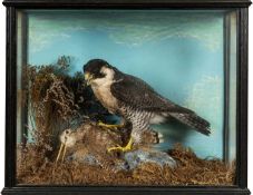 THE NATURAL HISTORY CLUB HOUSE: ANTIQUE TAXIDERMY PEREGRINE FALCON ON WOODCOCK, Falco peregrinus, in