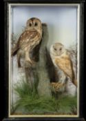 THE NATURAL HISTORY CLUB HOUSE: ANTIQUE TAXIDERMY BARN OWL & TAWNY OWL Tyto alba & Strix aluco,