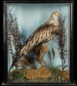 THE NATURAL HISTORY CLUB HOUSE: ANTIQUE TAXIDERMY RED KITE Milvus milvus, perched on tree-stump,